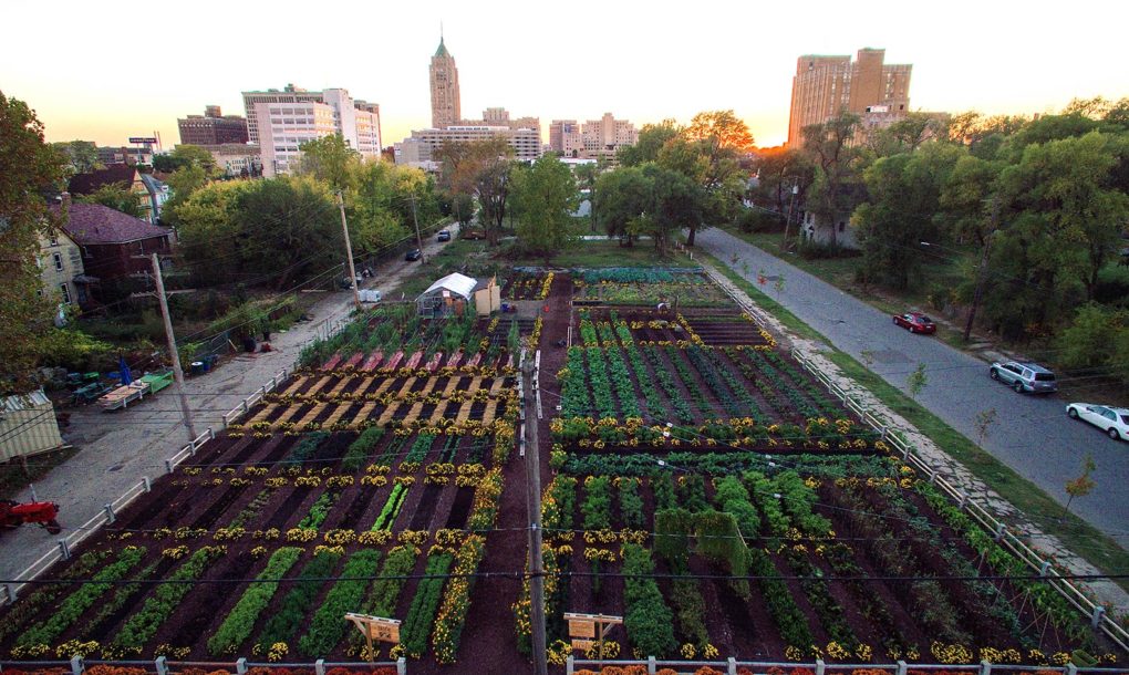 Michigan Urban Farming Initiative (MUFI) Garden